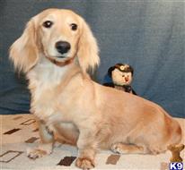 dachshund puppy posted by Kimberly Jones